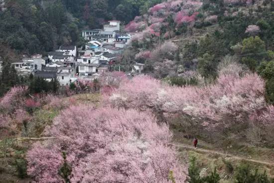 【錦繡安徽迎客天下】安徽是什么顏色的?