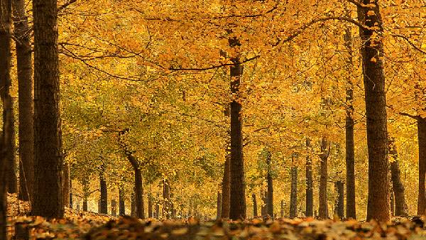 【錦繡安徽迎客天下】安徽是什么顏色的?