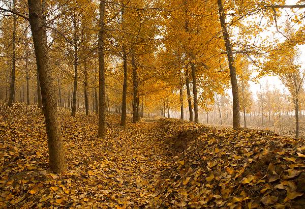 【錦繡安徽迎客天下】安徽是什么顏色的?