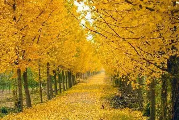 【錦繡安徽迎客天下】安徽是什么顏色的?