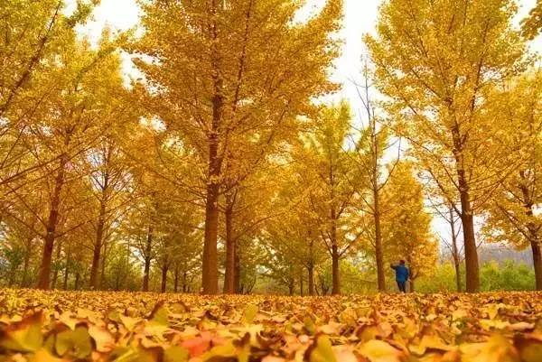 【錦繡安徽迎客天下】安徽是什么顏色的?