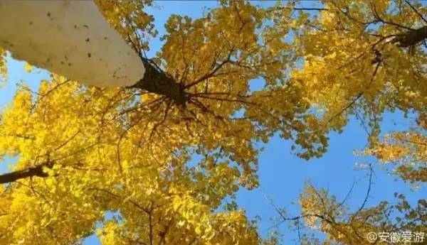 【錦繡安徽迎客天下】安徽是什么顏色的?