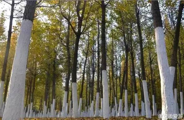 【錦繡安徽迎客天下】安徽是什么顏色的?