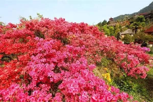 【錦繡安徽迎客天下】安徽是什么顏色的?