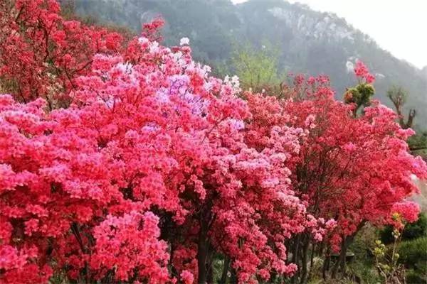 【錦繡安徽迎客天下】安徽是什么顏色的?