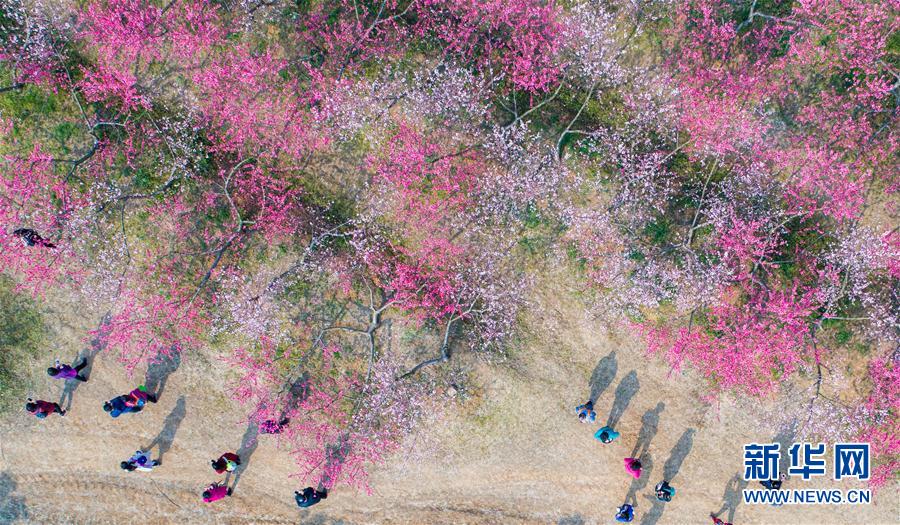 “十里桃花”醉春風