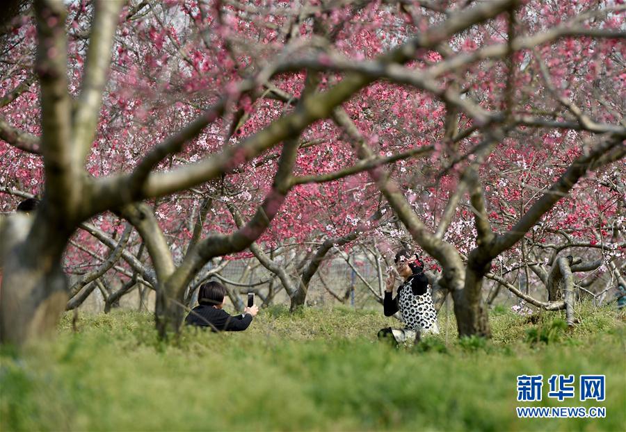 “十里桃花”醉春風