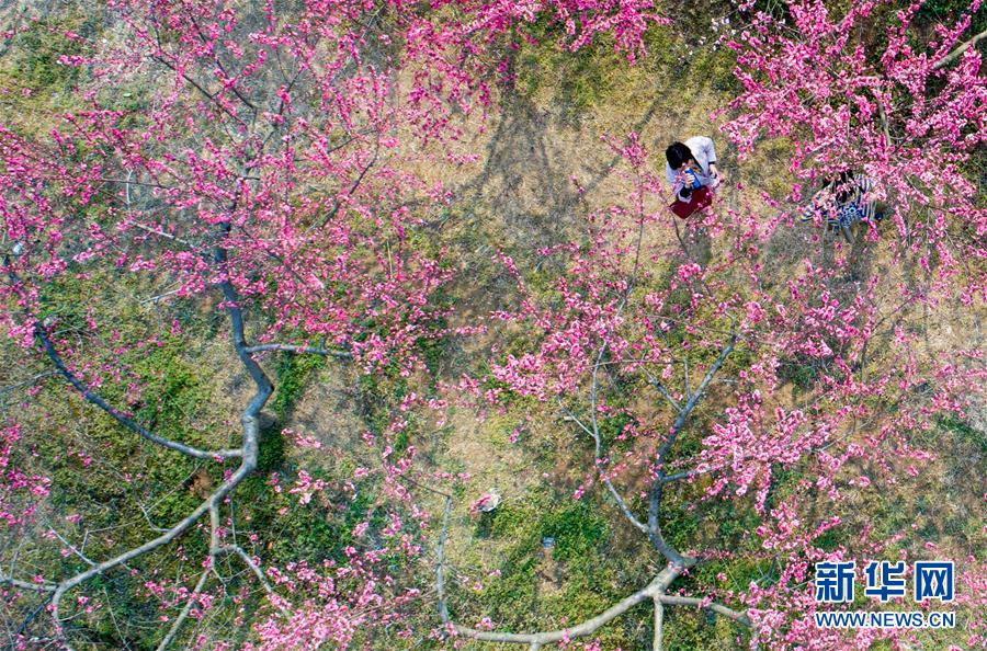 “十里桃花”醉春風