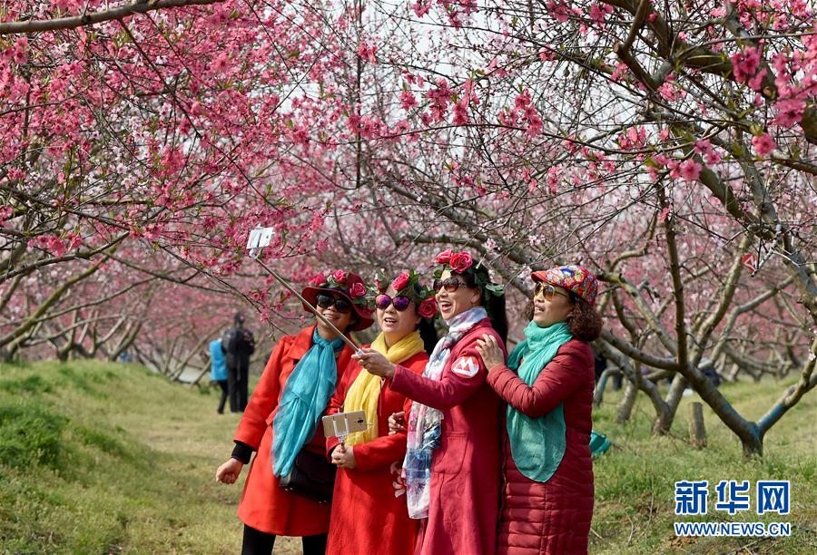 “十里桃花”醉春風