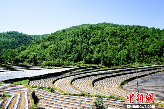 駐村日記:產業故事·扶貧產業發展的“精準服務經”