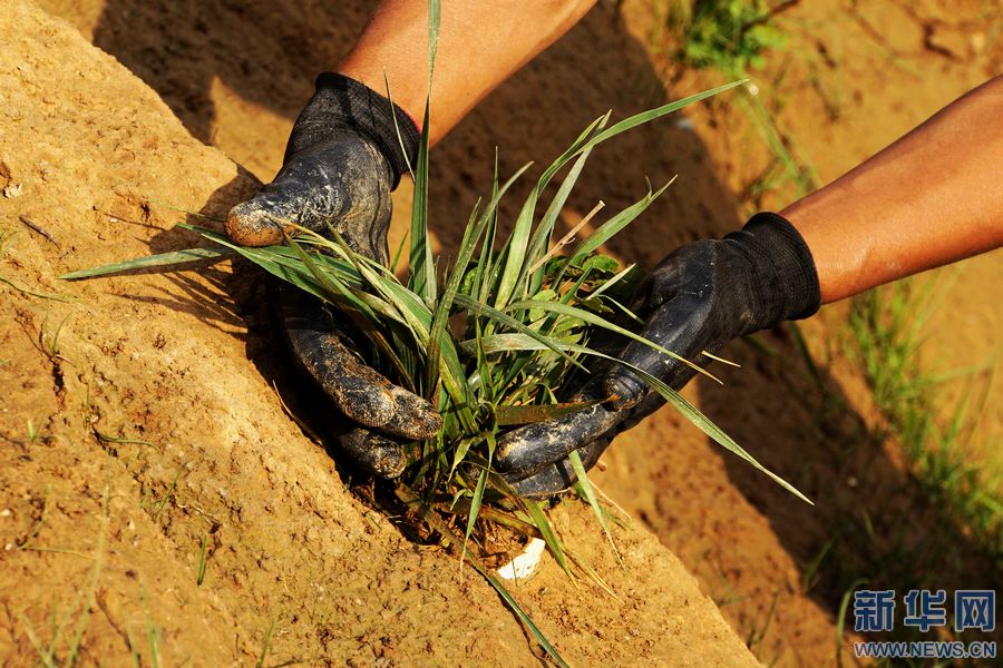 河南欒川:廢棄礦山披“綠衣” 河南欒川:廢棄礦山披“綠衣”
