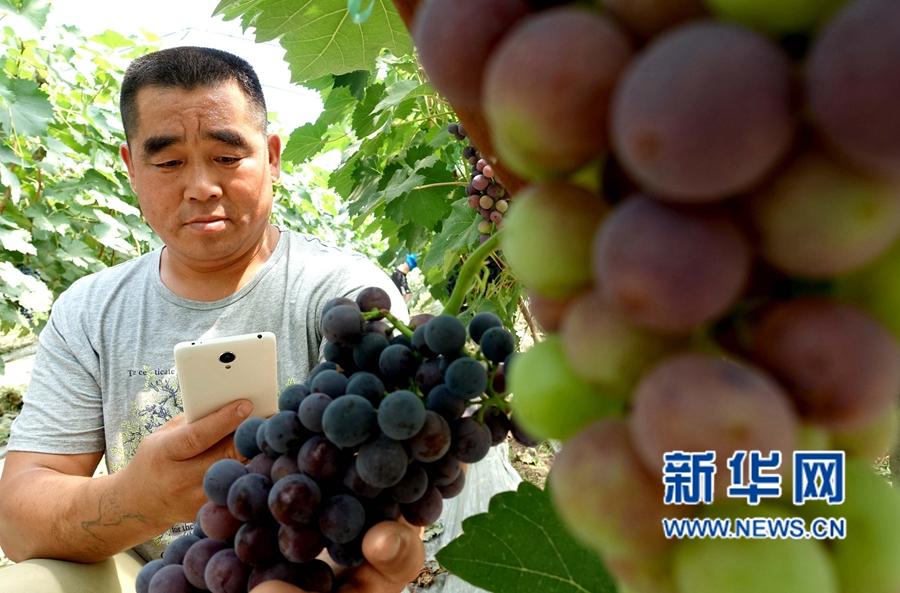 河南夏邑:葡萄熟了,游客樂了 河南夏邑:葡萄熟了,游客樂了