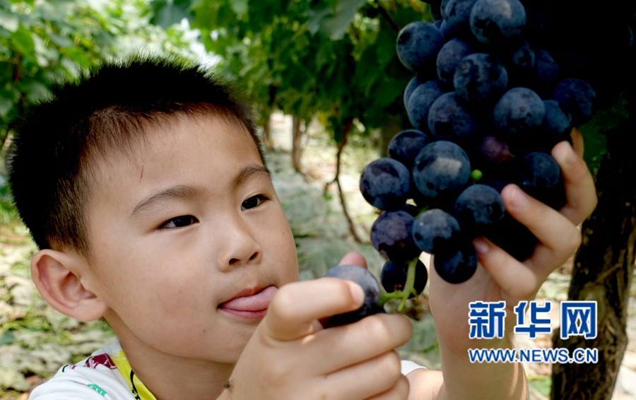 河南夏邑:葡萄熟了,游客樂了 河南夏邑:葡萄熟了,游客樂了