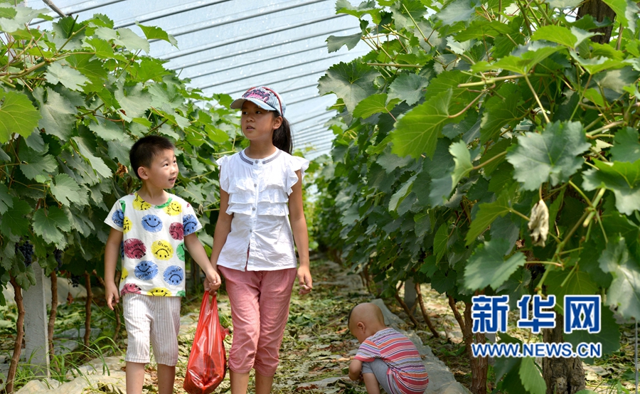 河南夏邑:葡萄熟了,游客樂了 河南夏邑:葡萄熟了,游客樂了