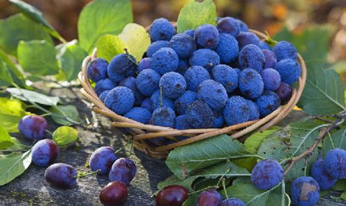 腦白金都弱爆了,多吃這15種天然食物才最補腦!