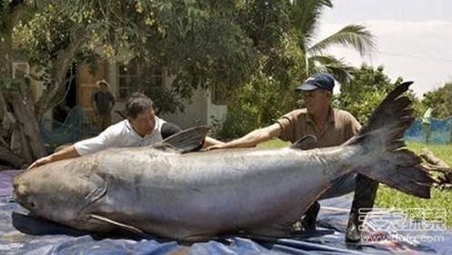 長見識了!世界上十五只最大的巨無霸動物