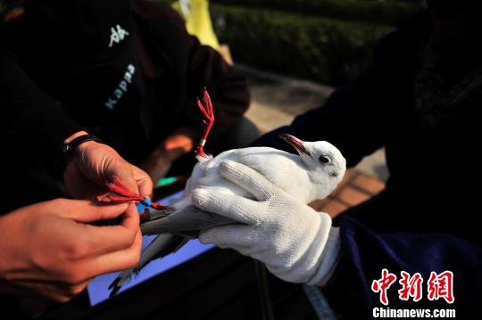 昆明百只海鷗領(lǐng)“身份證”監(jiān)測(cè)遷徙路線及疫源疫病