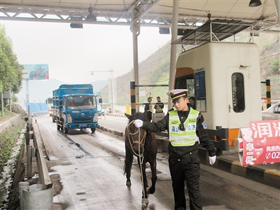 駿馬上高速路奔跑逾1小時