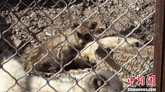 北京懷柔森林公安找回百余只放生狐貍近40只死亡