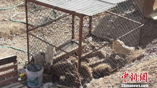 圖為北京懷柔湯河口村村民自行抓回的部分放生動物。吳合琴 攝