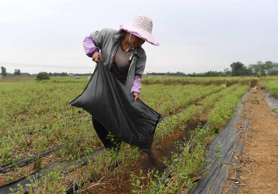 廣西橫縣校椅鎮(zhèn)石井村村民余德玲在茉莉花里施肥(4月12日攝)。這些肥料是利用可堆肥垃圾生產(chǎn)的。新華社記者 周華 攝